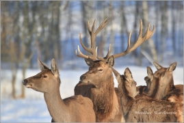 <p>JELEN LESNÍ (Cervus elaphus) obora /Red deer - Rothirsch/</p>
